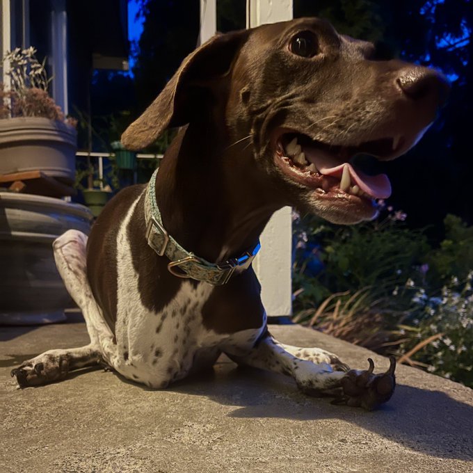 Her job is just &ldquo;porch&rdquo; but she&rsquo;s REALLY good at porch. https://t.co/JrwkwPOP9P