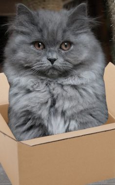 bootwtadoption's tweet image. .𖥔 ݁ ˖  a persian cat has appeared at your door! 

.𖥔 ݁ ˖ from - anon

.𖥔 ݁ ˖ to - @chaarleii 

.𖥔 ݁ ˖