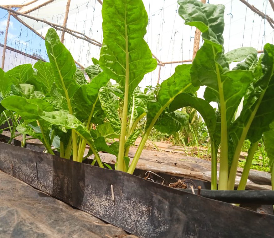 Future farms must be nutrient and water efficient to remain profitable.