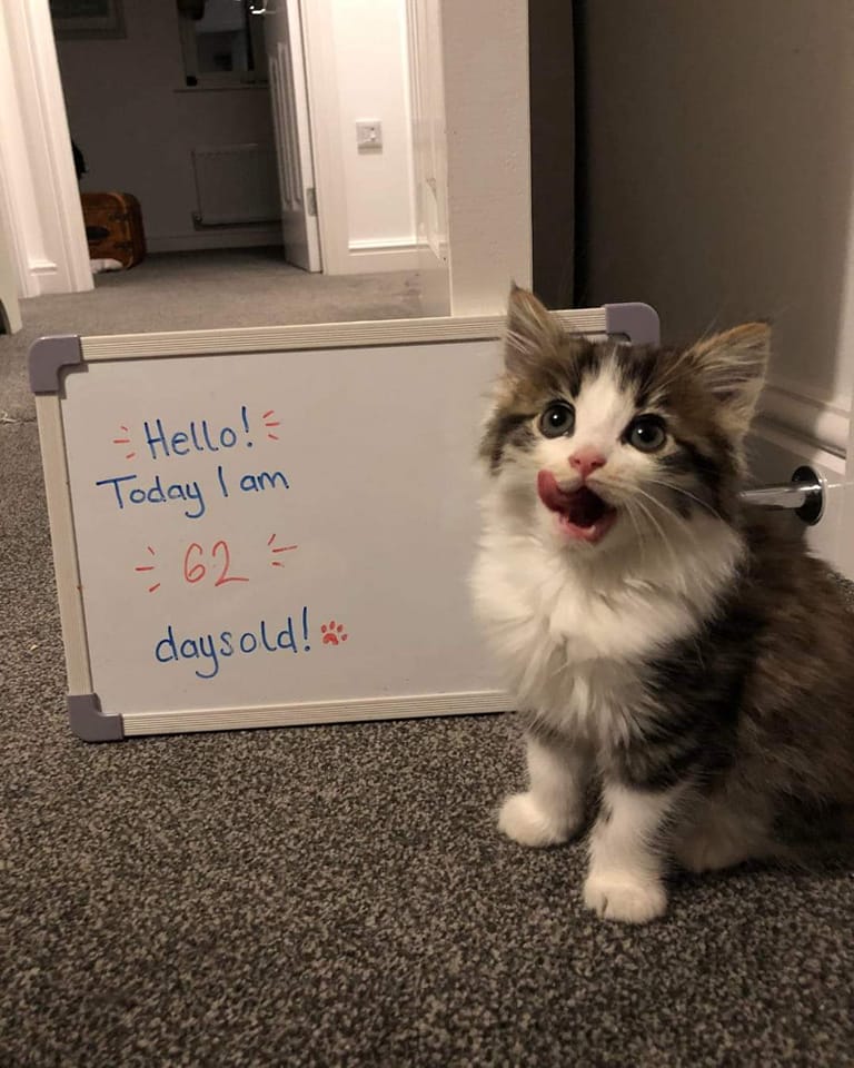 Tweets Of Cats tweet media