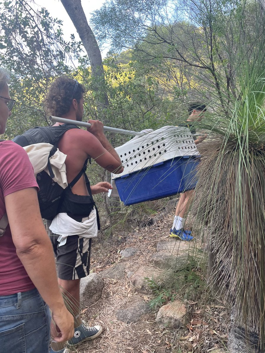 alibee3184's tweet photo. Very grateful to these French visitors who helped carry Violet back to her release site. Very much appreciated by us but they said it was their best experience in Australia 
#France #australia #Thanks #violet #home #runningupthathill #free #release #thesphinx https://t.co/Ow1npIInIz