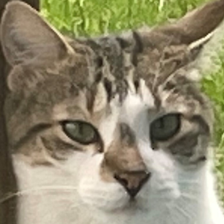 this is my cat felix! - <a href="/FuMoment/">FuMoment</a>