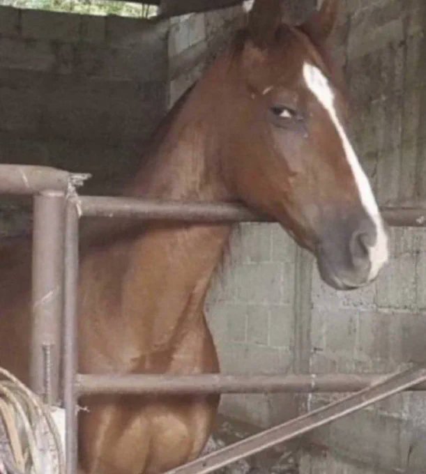 🇵🇸JAY🏈 (11-5) 🏈🇵🇸 tweet media