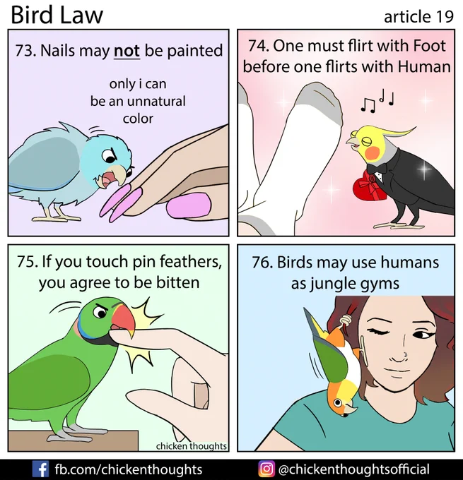 Bird law article 19 starring Koni, Ziggy (@tieltavern on insta/tumblr), Bella Luna, and Archer!