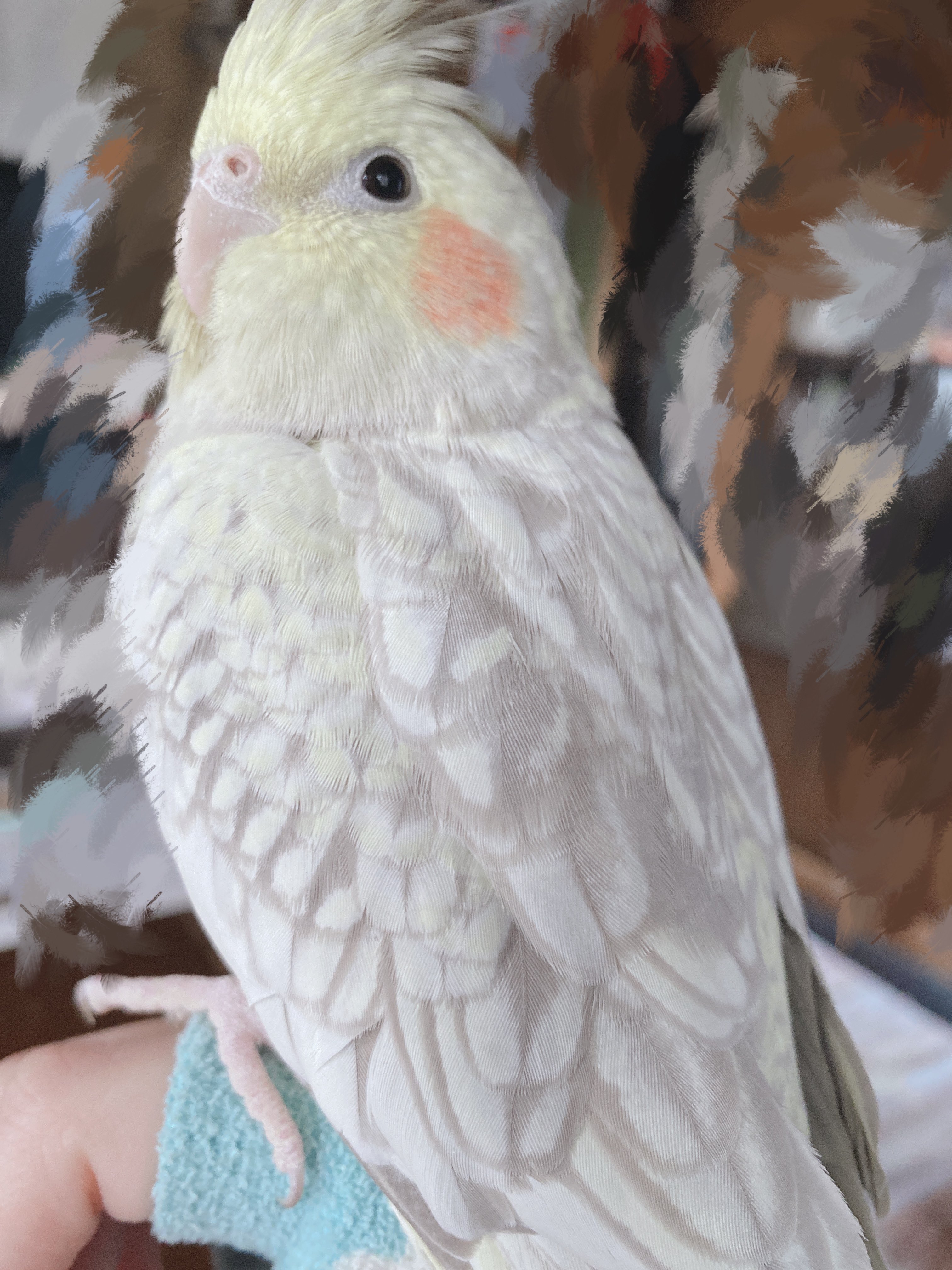 オカメインコさま専用ページ オカメインコ見つかりました😭 (@_W44N) / X
