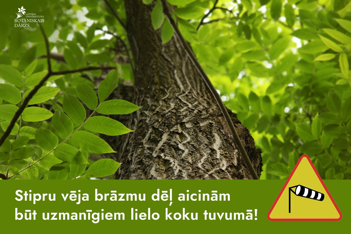 Rīgā izsludināts oranžais brīdinājums botanika.lu.lv/par-mums/zinas…
