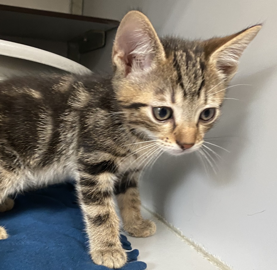 Onze kittens mogen met 2 dagen verhuizen naar hun eigen nieuwe happy home. Maar we hebben nog niet voor alle kittens een thuis gevonden. We hebben er veel! Ze zijn super sociaal en lief. Dus bel ons als er interesse is. Dat kan tussen 10-12u