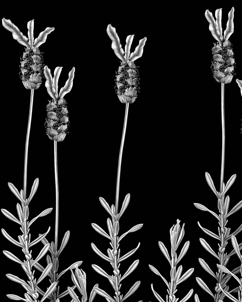 ✏️ This year's Margaret Flockton Award features these botanical science illustrations of Lavandula pedunculata by Spanish artist Andreia d’Almeida.
~
🖼️ Exhibition opens Aug 20 at our Sydney Science Trail event at the Australian Botanic Garden Mount Annan: bit.ly/3QB2BSb