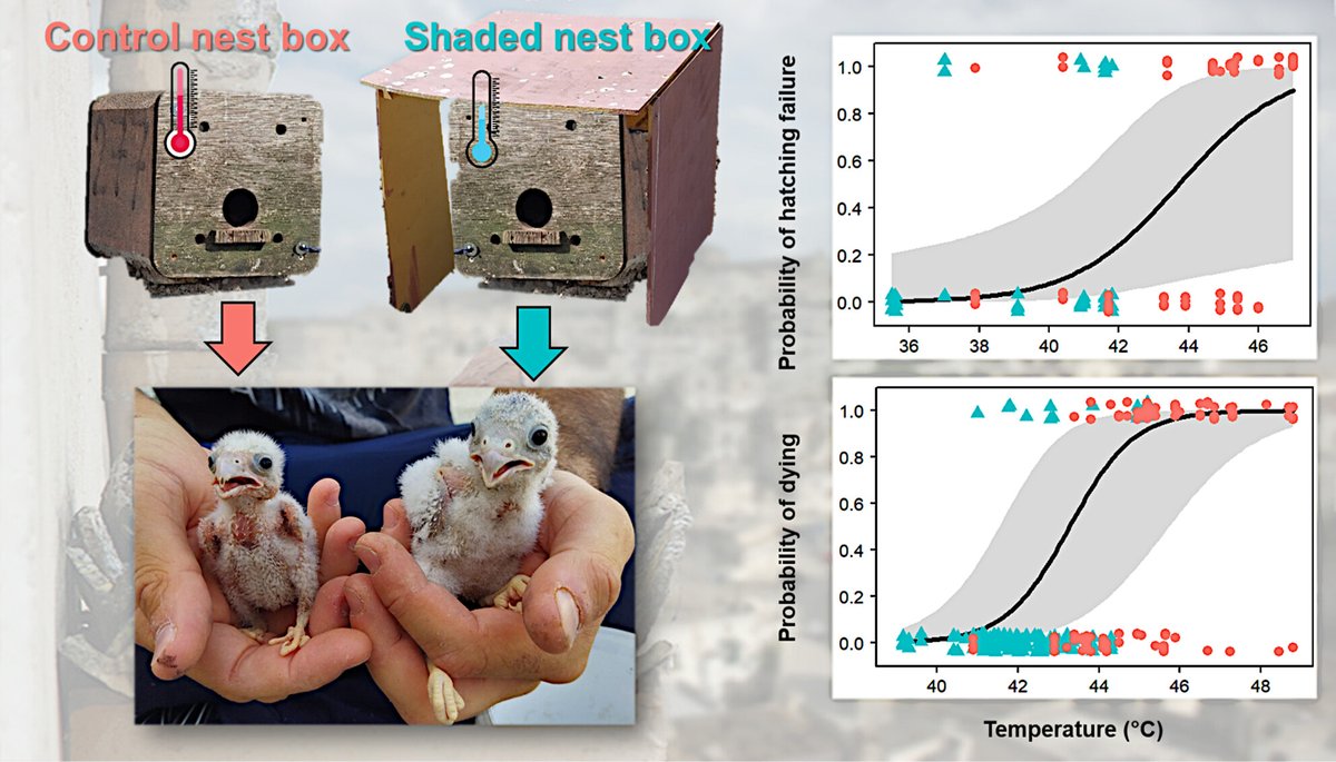 🚨🐣☀️🚨 Happy to share the first chapter of my PhD thesis, where we study the effects of elevated nest temperature on both hatching failure and nestling growth and survival in the lesser kestrel. See: onlinelibrary.wiley.com/doi/full/10.11… Thread below 👇