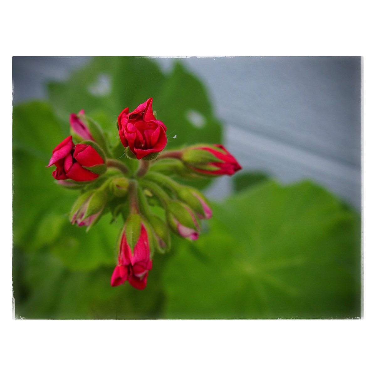 kikutaroid's tweet photo. 記録
#街歩き
#scene
#花 #flower
#植物 #plants
#路傍 #roadside
#olympus #stylus1
#compactdigitalcamera #comdigi
#12megapixels
#lightlyretouched
#snapseedapp https://t.co/pALRx7p6ub