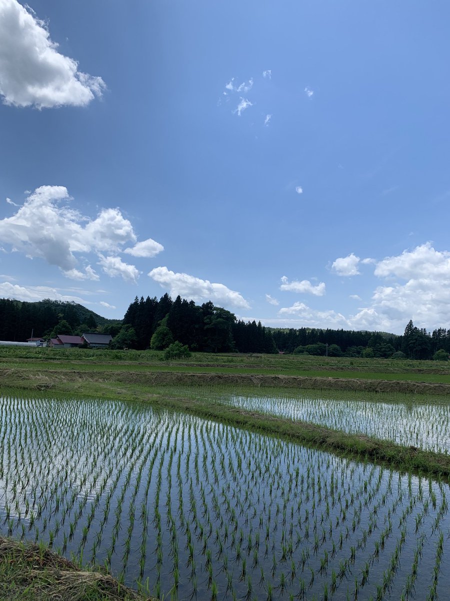 saikeilandscape's tweet photo. 【発売まであと4日！】
「抹茶だれ団子 みどり」は、一関市骨寺村荘園遺跡とそのブランド米を広めたいという想いからできた商品です🌾

近代以降、多くの水田が区画整理される中、本寺地区の水田は中世から形を変えずに維持されている点が珍しく、国の重要文化的景観にも指定されています🍀 https://t.co/6p3VhkBrAa