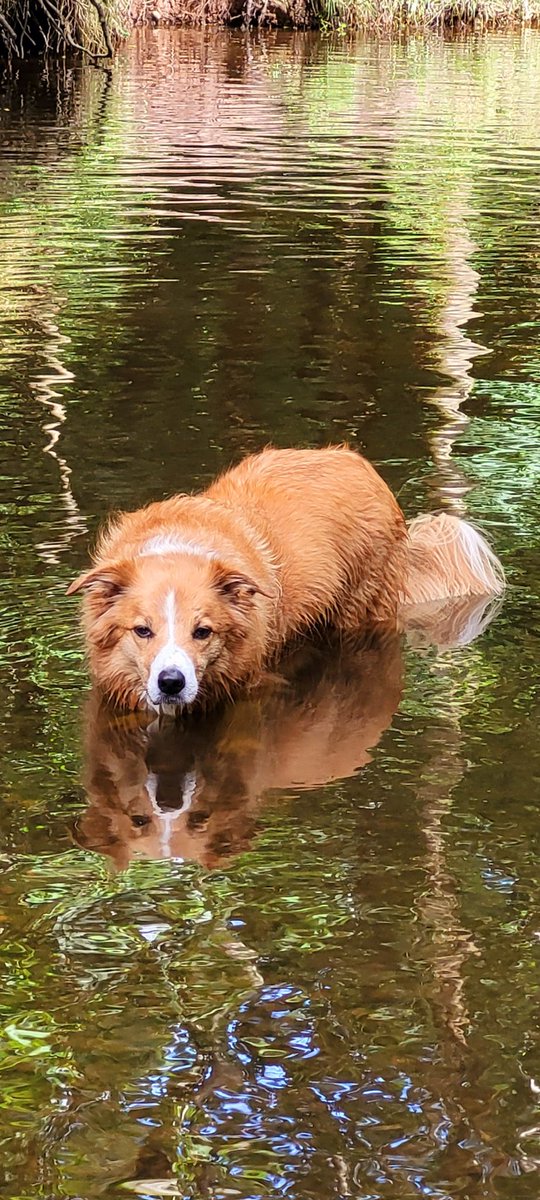 jacquihill18's tweet photo. Charlie having fun yesterday loving the stream โค๏ธ๐ @MarkPerks2021 @BCTGB @DogsTrust @BleakholtUK @VetsforPetsUK @PetsAtHomeFdtn #welshcollie https://t.co/3dBUp4uKpP