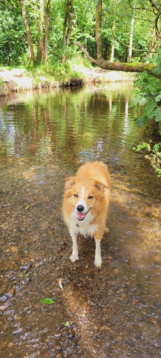 jacquihill18's tweet photo. Charlie having fun yesterday loving the stream โค๏ธ๐ @MarkPerks2021 @BCTGB @DogsTrust @BleakholtUK @VetsforPetsUK @PetsAtHomeFdtn #welshcollie https://t.co/3dBUp4uKpP