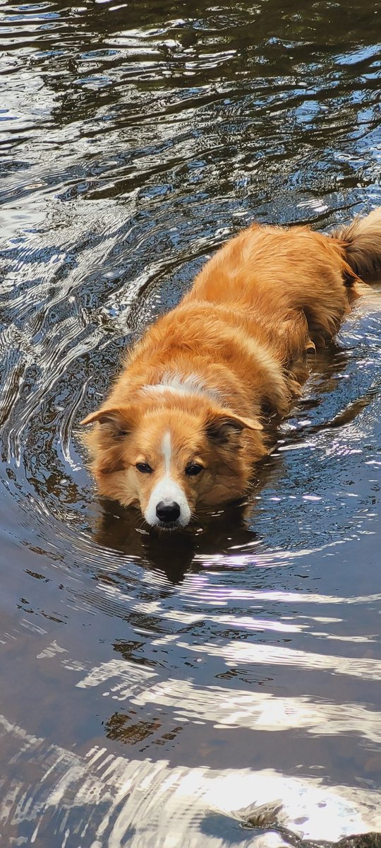 jacquihill18's tweet photo. Charlie having fun yesterday loving the stream โค๏ธ๐ @MarkPerks2021 @BCTGB @DogsTrust @BleakholtUK @VetsforPetsUK @PetsAtHomeFdtn #welshcollie https://t.co/3dBUp4uKpP