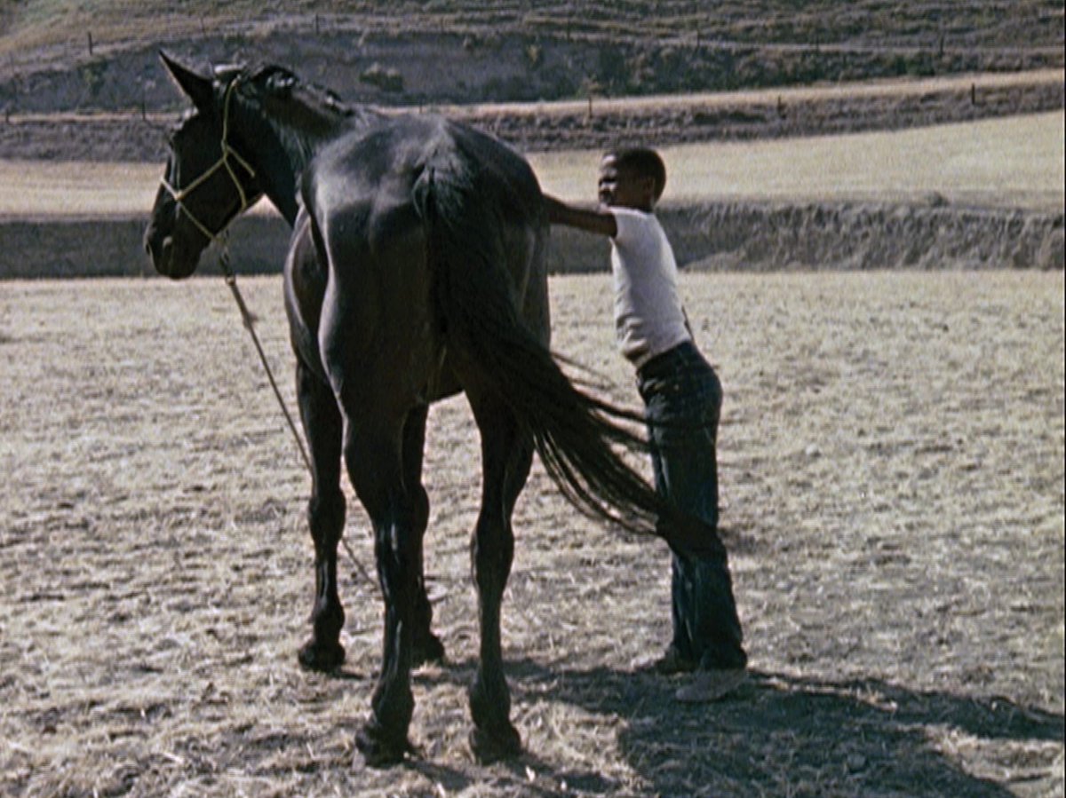 Now out: <a href="/SensesofCinema/">Senses of Cinema</a> on our 2023 edition - a very thorough look at the distributors' programmes, some competition films and profiles, at re-selected and the Straub hommage:
sensesofcinema.com/2023/festival-…
Still: THE HORSE, Charles Burnett (re-selected)