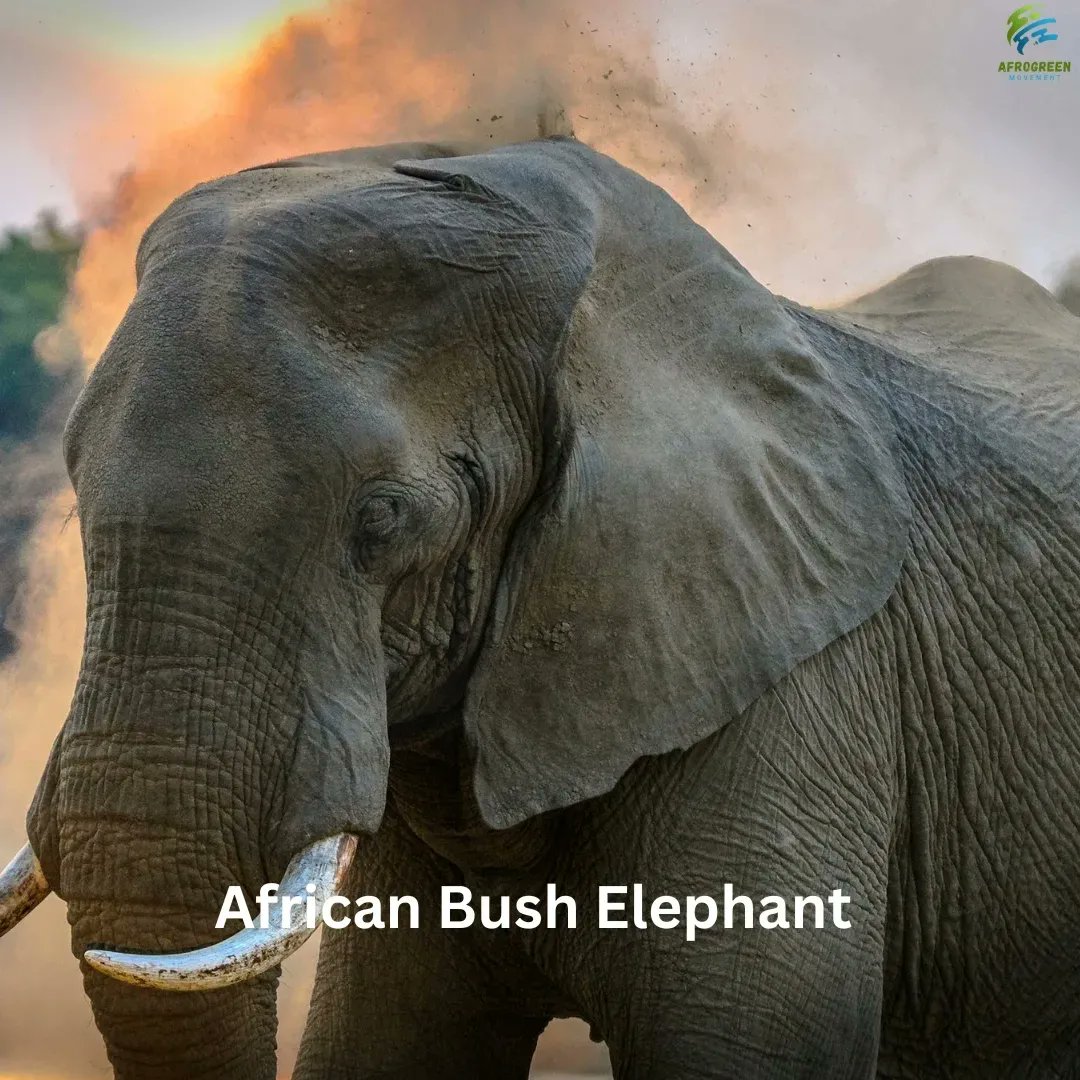 Afrogreen_'s tweet photo. The above wild species are experiencing a rapid populationdecline.Humanactivities;transformation of landscapes into farmlands and urban areas has resulted into habitat destruction.
Every creature on earth plays a crucial role in maintaining the delicate balance of our ecosystem. https://t.co/k6AdzlZdez