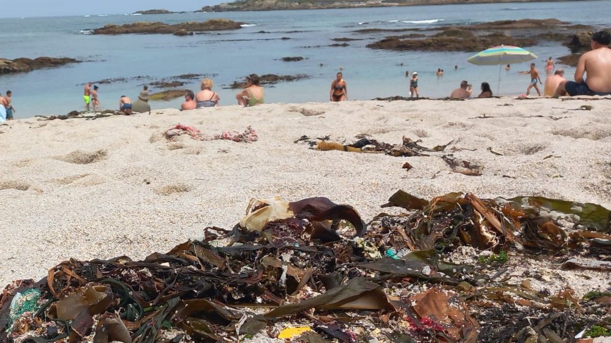 educambcoruna's tweet photo. As algas teñen un papel fundamental como alimento para os animais que viven na costa. Algunhas tamén son indicadoras do estado do ecosistema, como as leitugas de mar, que proliferan en áreas con exceso de nutrientes.  #Coruña #EducaciónAmbiental https://t.co/bkEWwv8F0K
