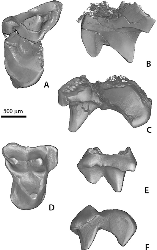 New: Eberle, Clemens, Erickson &amp; Druckenmiller – A new tiny eutherian from the Late Cretaceous of Alaska doi.org/10.1080/147720…