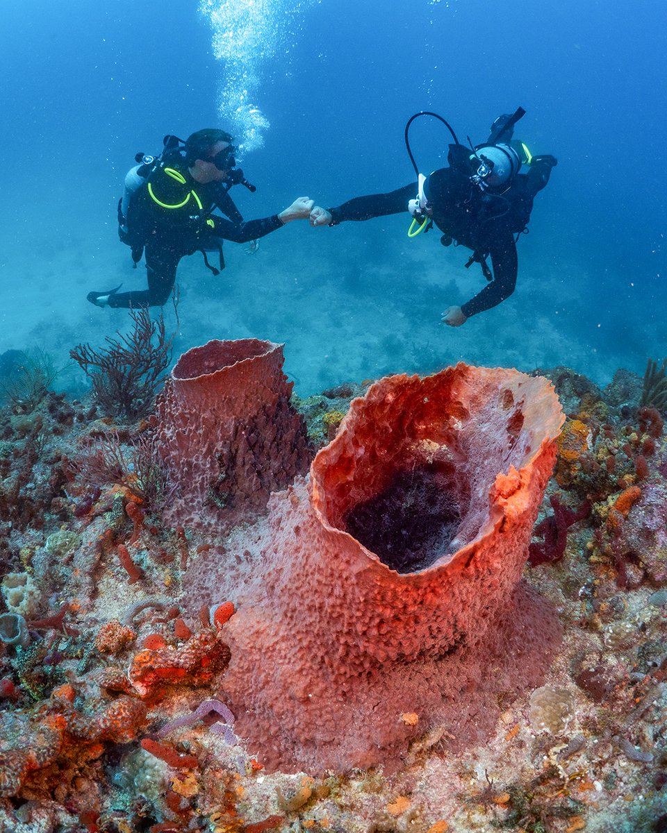 SDIdivers's tweet photo. Are you eager to become a better dive buddy? Striving to improve is essential for all divers. Prioritize the safety and enjoyment of both yourself and others around you. 
Discover the crucial skills every buddy should practice before diving with https://t.co/y6RHUrJ3wV https://t.co/h6N2Qy1m1z