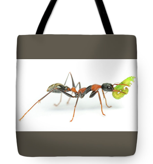 iobjournal's tweet photo. read
Parallel &amp; Divergent #Morphological #Adaptations Underlying The #Evolution of Jumping Ability in #Ants
by L Aibekova, @EvanEconomo  et al 

https://t.co/bbpnMcBjMV

&amp; buy merch with cover #art donate by @PranavJoshi2001 for the @SICB_ student fund

https://t.co/U4j5nY8IA8 https://t.co/s4KJqdEO5b