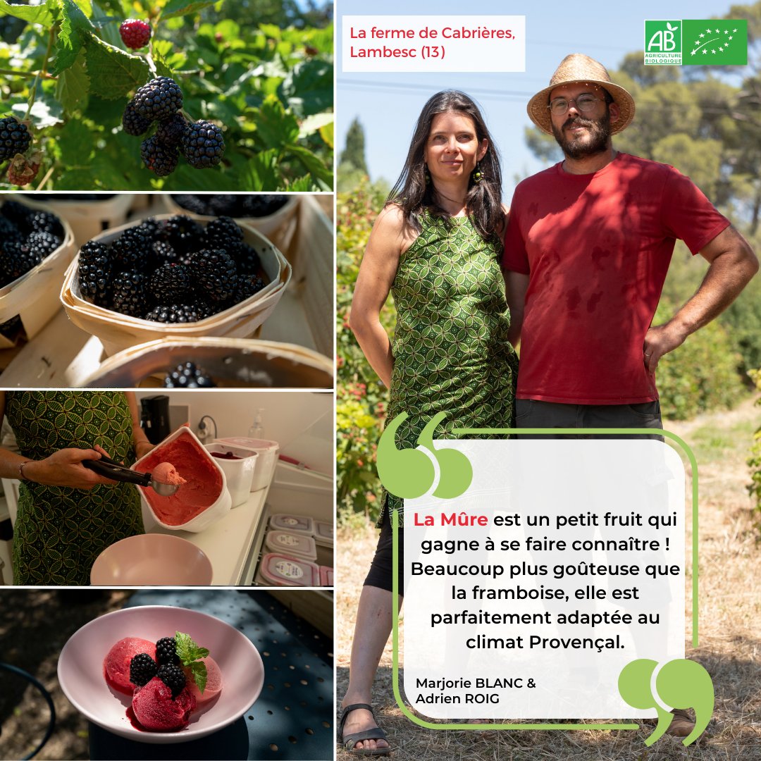 ☀️Paroles de Producteurs☀️
La mûre est un petit fruit de saison, très gourmand et qui pousse facilement dans notre belle région PACA !😋Trop souvent oubliée, nos producteurs nous rappellent son importance😁
#mûre #fruitsdesaison #provencealpescotedazur #bio #agriculturebiologique