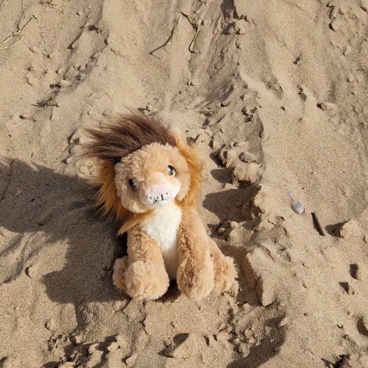 SalfordLibrary's tweet photo. The Library Lion on tour. For this year's #BigSalfordSummerRead, our library Lion wants to explore new worlds and embark on an adventure while he completes our #ReadingGame.
See if you can find the Library Lion & share your reading adventure with us.
https://t.co/UjZSx8ojmH https://t.co/qjqY89NbwU