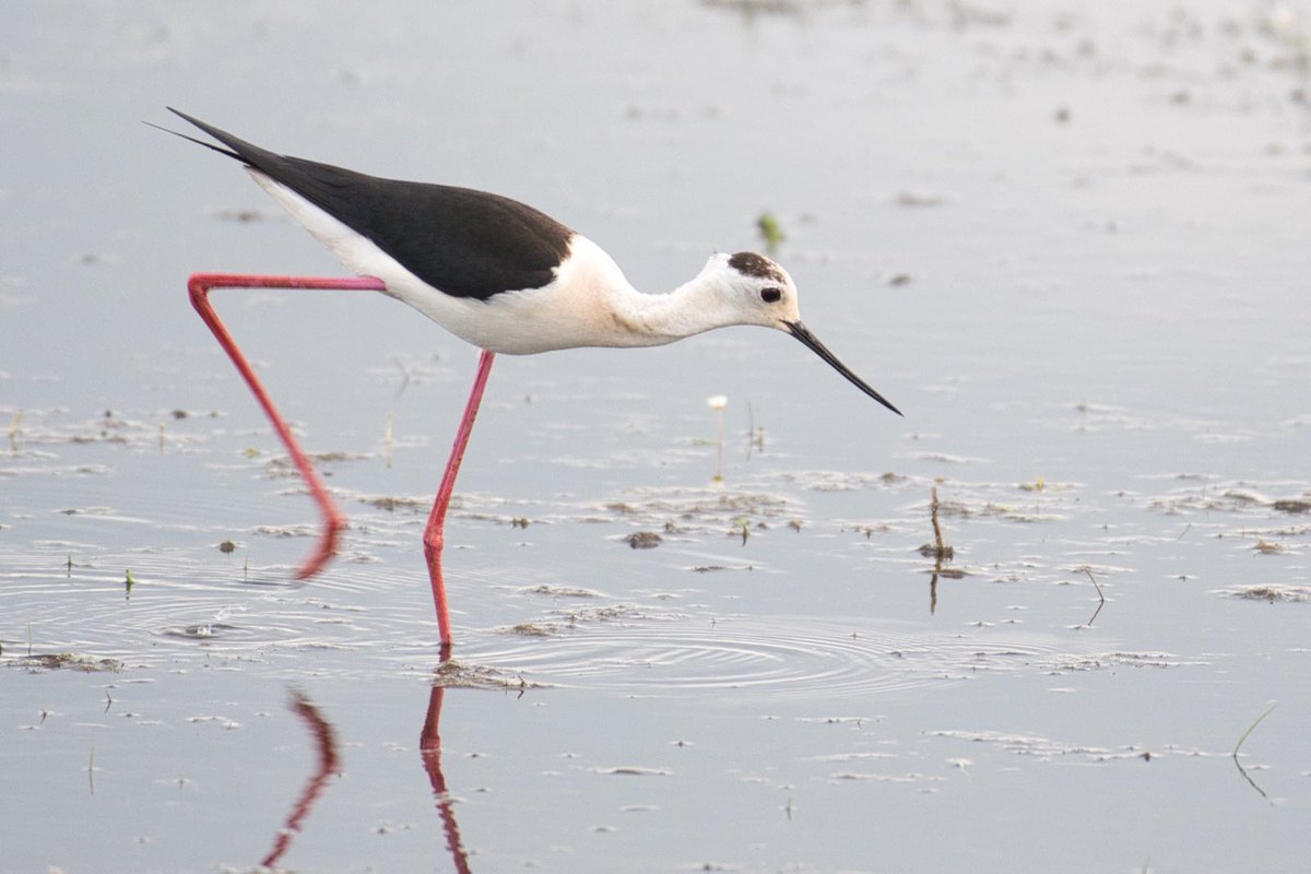 A stilt looking for food
#stilt #stelzenläufer #birds #wildlife #naturelover  #TwitterNatureCommunity #Birdwatching #ThePhotoHour #BirdsSeenIn2023 #DailyPictureTheme