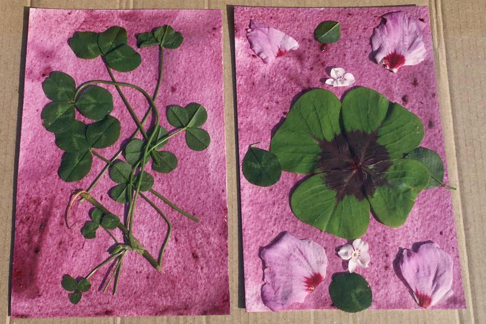 Coventry Biennial (@covbiennial) on Twitter photo Mothers Who Make: Anthotype Workshop with artist Janet Tryner (<a href="/anatomyofasmile/">Janet Tryner</a>)
Sunday 20 August, 11am - 12.30pm
<a href="/FoundryWood/">Foundry Wood</a> CV32 6AF
Email to book a place: adele@coventrybiennial.com.
ow.ly/u1cY50PtNJE
<a href="/MothersWhoMake/">M/Others Who Make</a> <a href="/ace_national/">Arts Council England</a> Mothers Who Make: Anthotype Workshop with artist Janet Tryner (<a href="/anatomyofasmile/">Janet Tryner</a>)
Sunday 20 August, 11am - 12.30pm
<a href="/FoundryWood/">Foundry Wood</a> CV32 6AF
Email to book a place: adele@coventrybiennial.com.
ow.ly/u1cY50PtNJE
<a href="/MothersWhoMake/">M/Others Who Make</a> <a href="/ace_national/">Arts Council England</a>