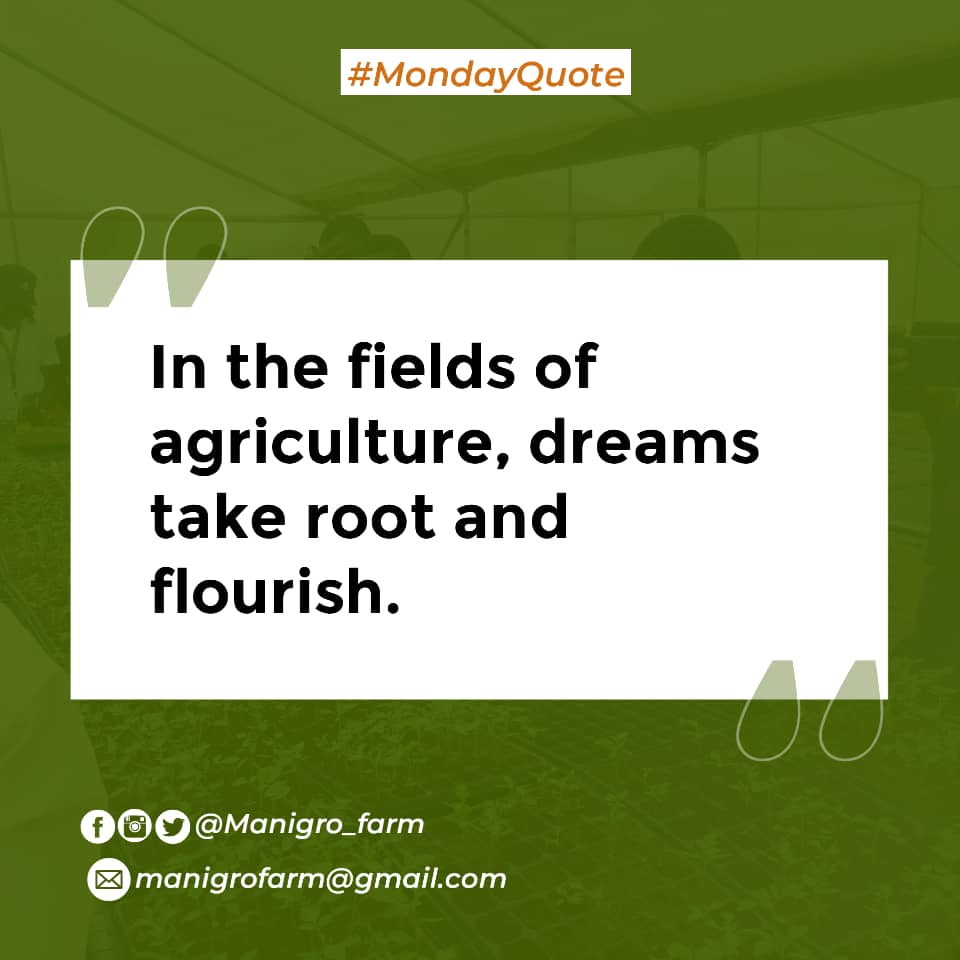 manigro_farm's tweet photo. In agriculture just like in other professions, dreams are like seeds that, when nurtured, blossom into successful realities.
#Mondayquote #Inspiration #FromSeedsToSuccess #CultivatingInnovation #Manigrofarmhub #EYiA #EYiABeta #sfl #Mastercardfoundation https://t.co/DRX7XDjyL0