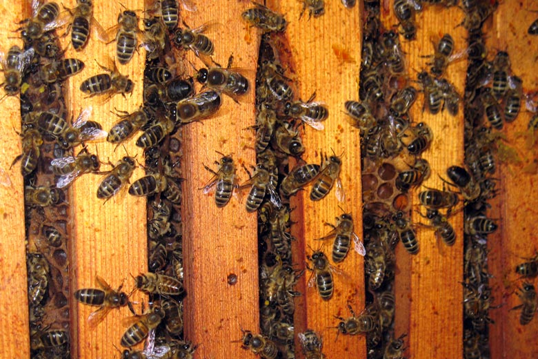 haslemeremuseum's tweet photo. Our beekeeping team will be “at home” this Saturday 12th August 11am-3pm doing hive inspections and honey harvesting. All ages are welcome to come and see the bees, watch the honey extraction process and ask any questions. https://t.co/sJNUw8sjkA