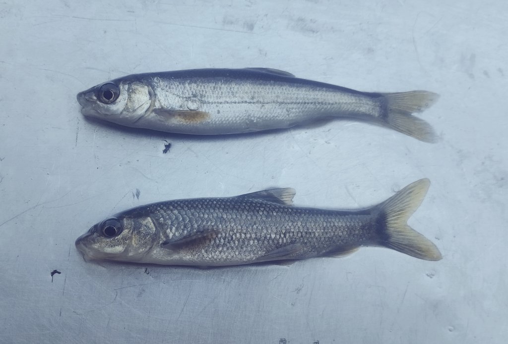 Fish from the Tagus streams: the end of a week of monitoring fish communities
@MARE_centre