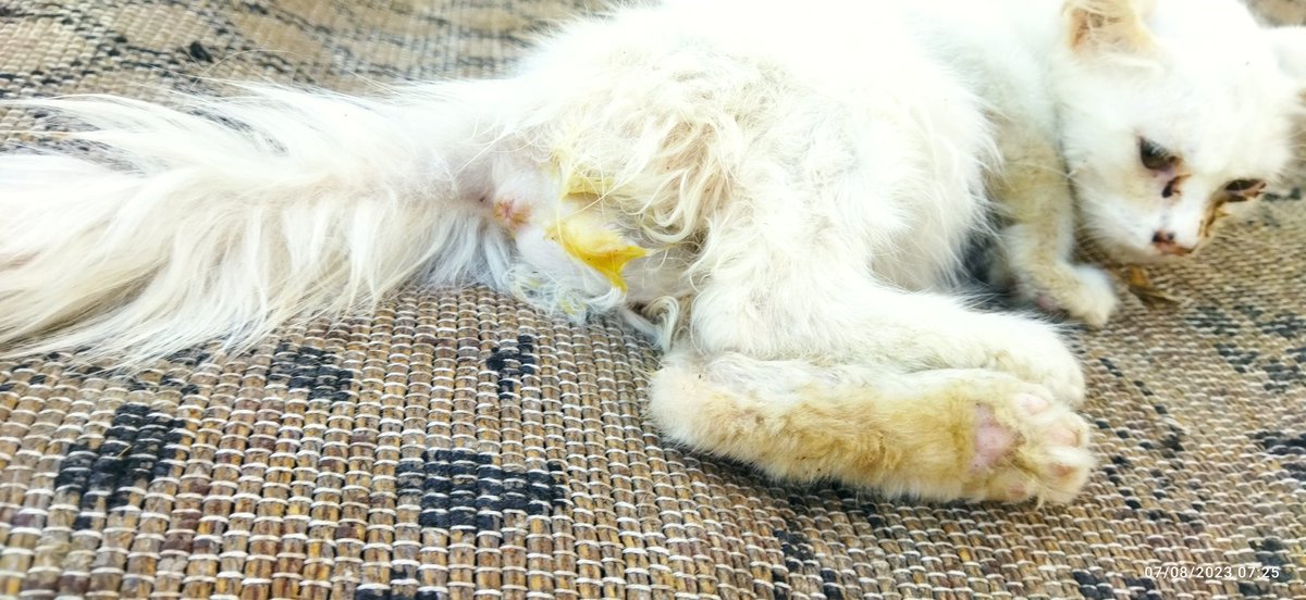 PSAshelter's tweet photo. @MShagalaih1 @retail_guy 😢 CAT IN CRISIS: Diarrhea, eye infections, & breathing troubles have left my rescued cat in agony. Please lend a hand. #HelpNeeded #SaveMyCat 🏥🙏 https://t.co/1qVxFMfjrf