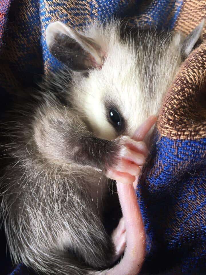 GillianNaps tweet media