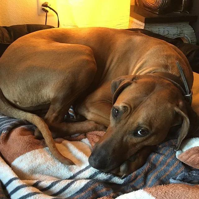 somm67215's tweet photo. Bobby le meilleur chien 🐶❤️ https://t.co/xzSy5RDU9F