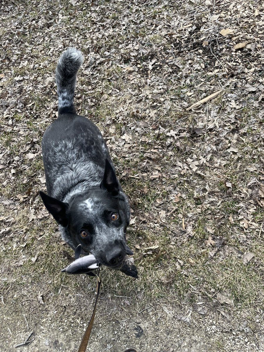 lucidsailor's tweet photo. hi everyone, my puppy has pancreatitis its a really big unexpected expense and we could use some help. badger is a lively, high energy, very loving dog. she means the world to me. pls consider helping <\3 

https://t.co/xTwRoM0rU2 https://t.co/ptUG0lZrvN
