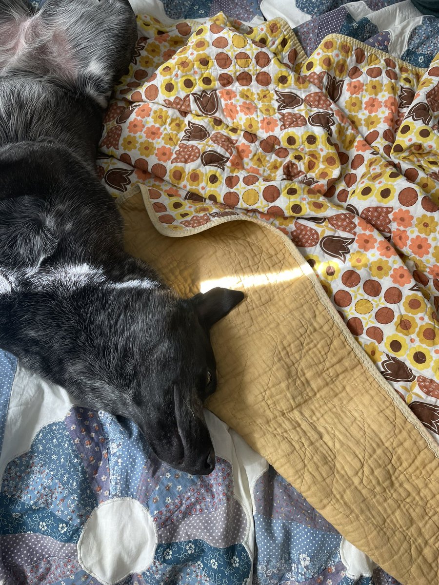 lucidsailor's tweet photo. hi everyone, my puppy has pancreatitis its a really big unexpected expense and we could use some help. badger is a lively, high energy, very loving dog. she means the world to me. pls consider helping <\3 

https://t.co/xTwRoM0rU2 https://t.co/ptUG0lZrvN