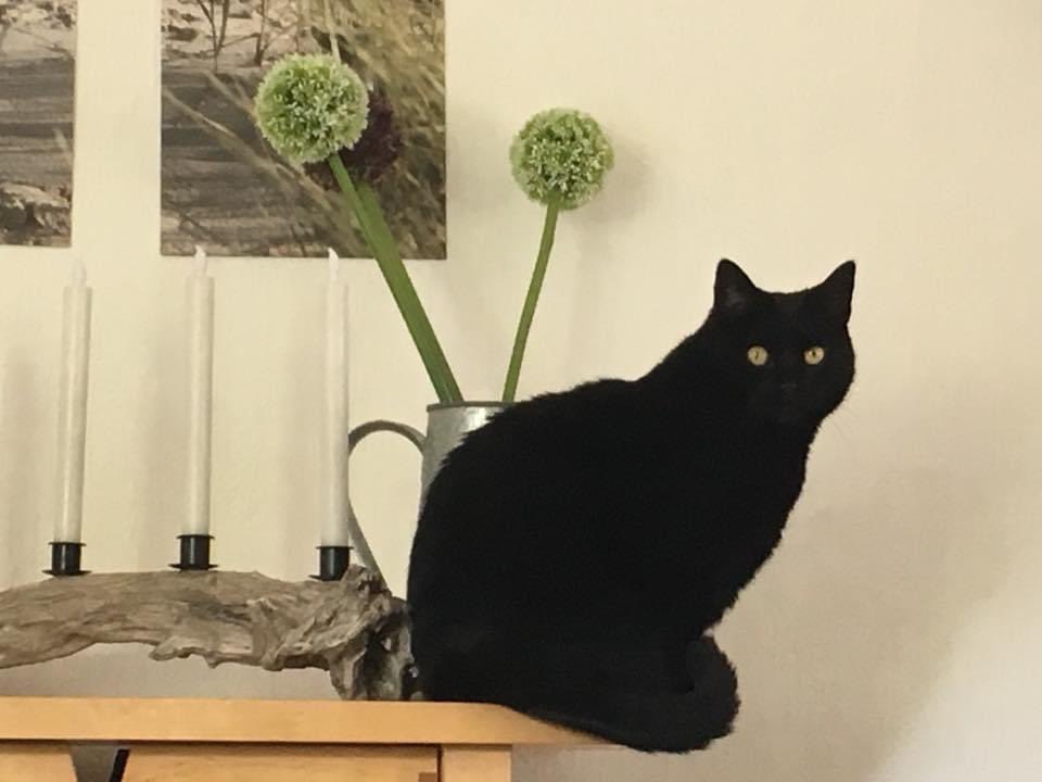 Agaliadingsbums  🇮🇷🇺🇦💉💉💉💉😷 tweet media