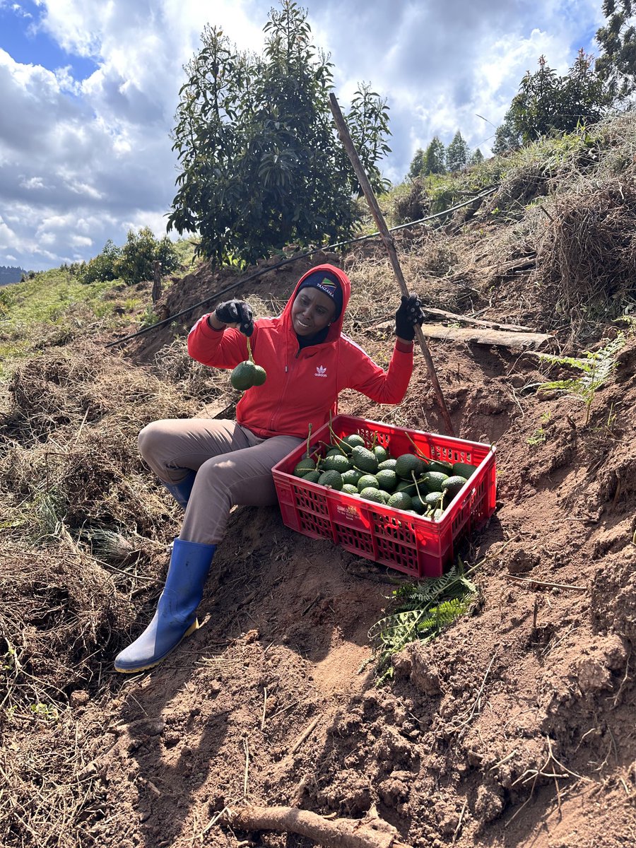 esteramosbulaya's tweet image. Kwenye kutafuta MAOKOTO