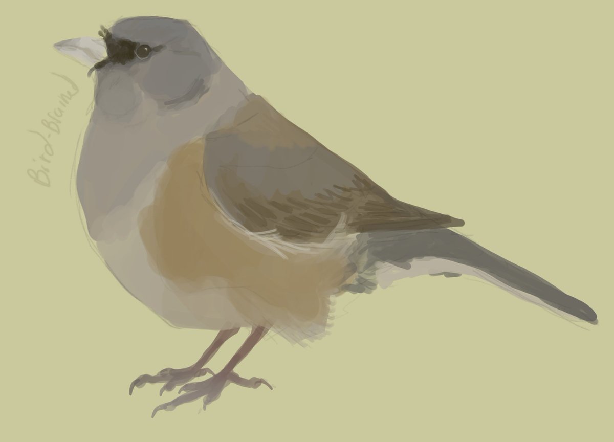 BirdBrained2's tweet photo. Don't post here much and fashionably late to the party, but I've wanted to do this for years. Here are the first three days of #AvianAugust2023 https://t.co/Zb6YBZAQ6b
