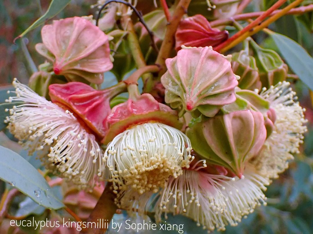 Piped meringues or bud caps? 🧁
The opercula (bud caps) of Kingsmill's Mallee (Eucalyptus kingsmillii) always remind us of decadent desserts!

This cluster was photographed at <a href="/kingspark_wa/">Kings Park</a> by sophie_wildflowers_photography (Instagram). 

What's flowering near you this week?