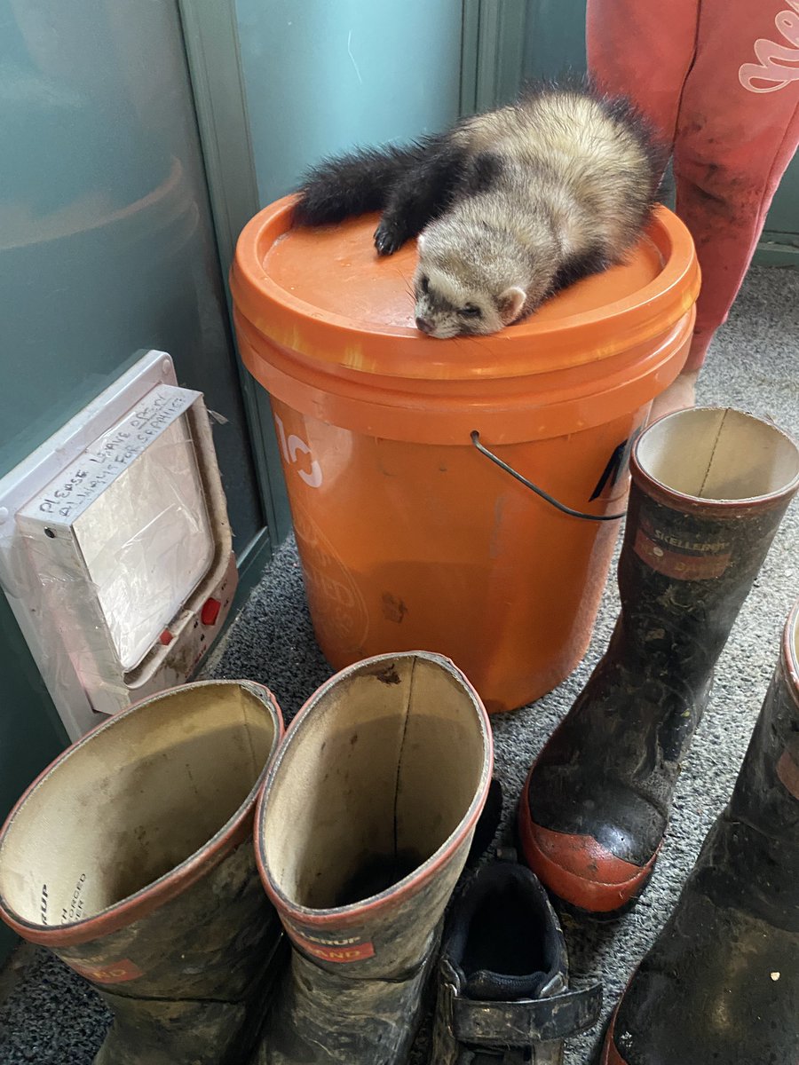 DWithington tweet media