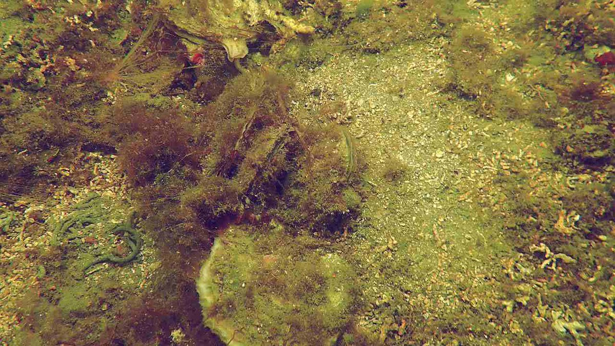 Scouting sites for a new study I found the holy trinity of biogenic habitats in Ireland: seagrass, maerl and native oysters, coexisting in the same area forming a mind blowing mosaic of high biodiversity and conservation value. I was grinning the whole swim through.