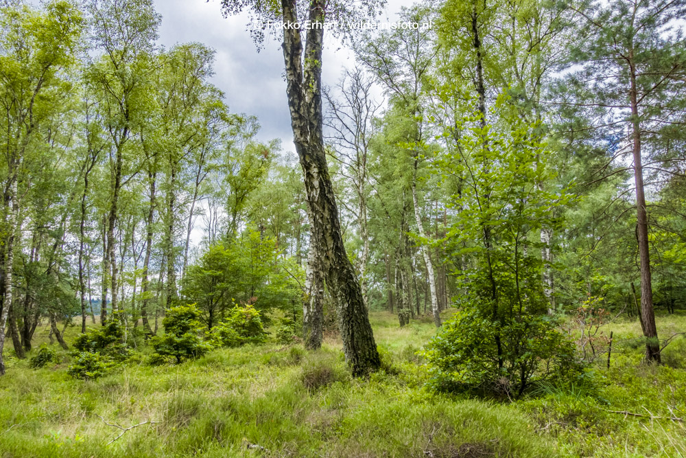 FokkoErhart's tweet photo. Weet dat bosbouwers niet zo enthousiast zijn over #begrazing, maar ik wordt toch wel blij van de #spontane #bosopslag bij #Plankenwambuis #natuurbos #natuurmonumenten https://t.co/2lD7greA2H