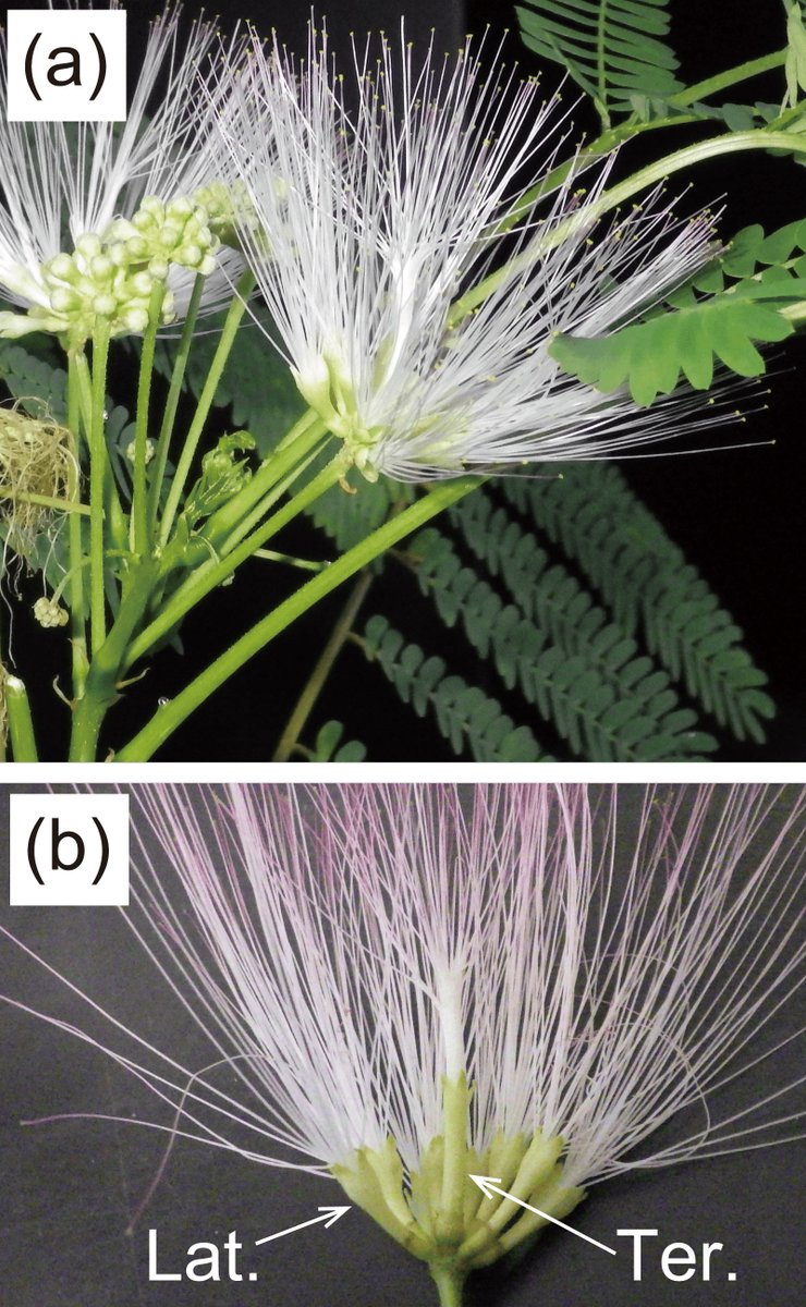 Differences in reproductive function between terminal and lateral flowers in the capitulum of Albizia julibrissin (Fabaceae) based on female fertility, ovule number, and pistil and polyad size Leiko Mizusawa,  Saori Kato,  Takahide Kurosawa @kurolabo_kuro esj-journals.onlinelibrary.wiley.com/share/FVGJKUGG…