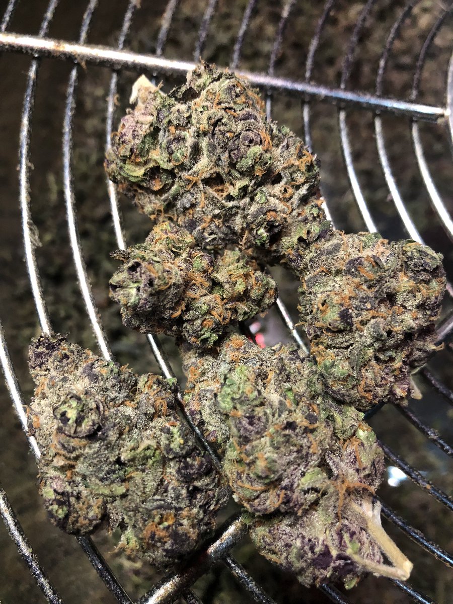 GrowAllDay420's tweet photo. สิ้นเดือนนี้  Lemon Drip และ Joker Candy สนใจสินค้าจากฟาร์มเรา ส่ง-ปลีก ติดต่อมาได้ที่ https://t.co/bsXOnlx0CE

#กัญชา #กัญชาog #กัญชาออแกนิค #กัญชากรุงเทพ #แพรกษา #สมุทรปราการ #กรุงเทพ #ปากน้ํา #ศรีนครินทร์ #ห้วยขวาง #รัชดา #กัญชาราคาถูก #กัญชาเสรี https://t.co/IRX1AUUm3i