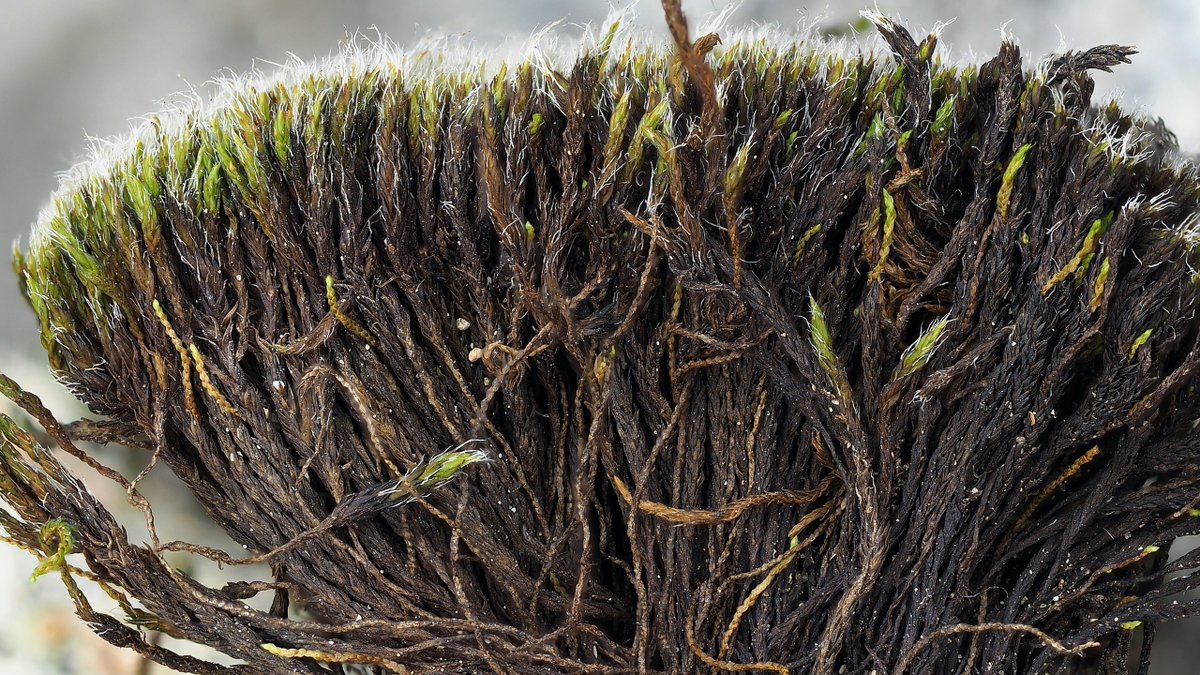 Typical Grimmia funalis, with the separations in the dry cushion and the narrow shoots with minute leaves between the normal shoots. Switzerland, Susten.