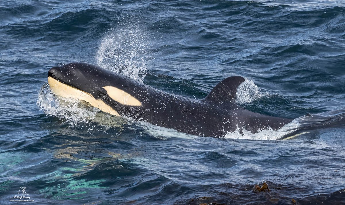 The second youngest member of the 65s Northern Isles Community Orca pod born in the winter of 21/22 to pod matriarch '65' aka 'Razor'. Incredible to watch as mother and calf hunted just metres off the rocks at Kirkabister, Shetland. An unforgettable experience.