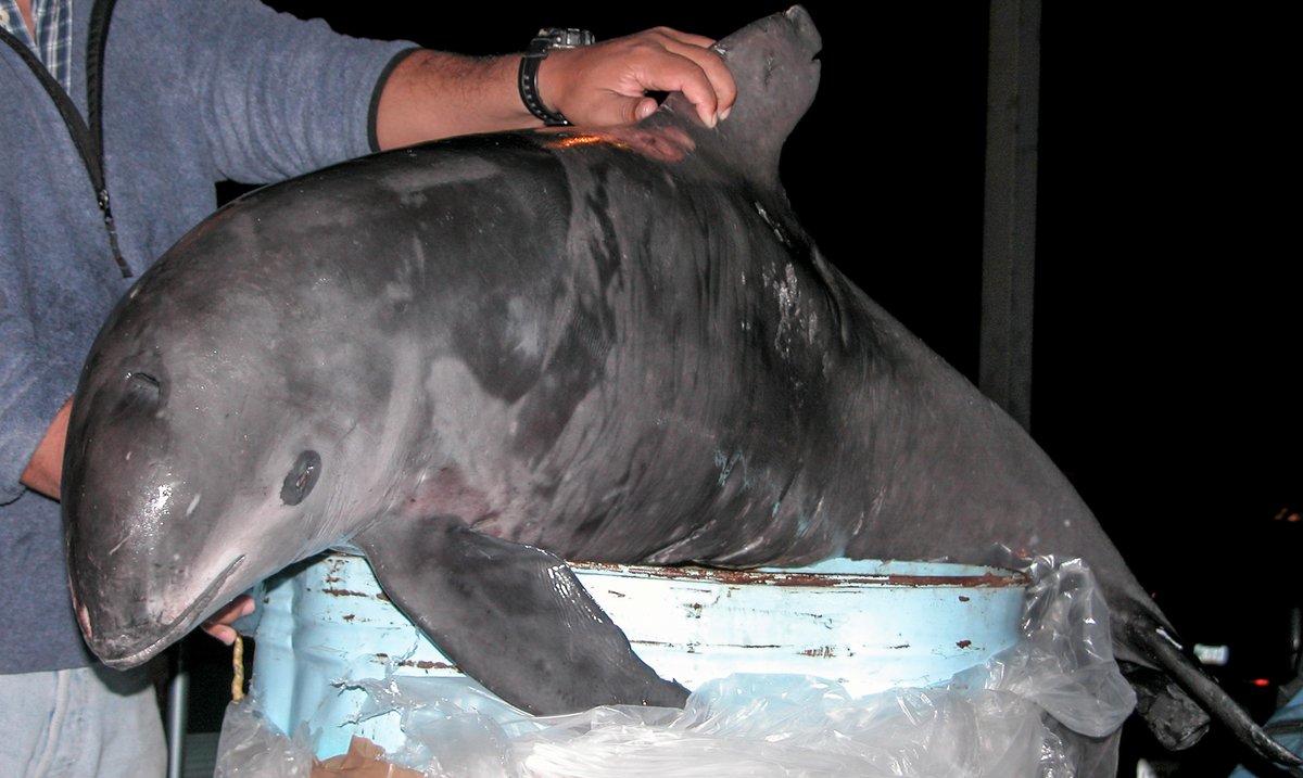 Act now or it will be too late for the #vaquita. After 30 yrs of warnings, <a href="/iwc_int/">International Whaling Commission</a> Scientific Committee issues first ever #ExtinctionAlert, a new mechanism to voice extinction concerns more clearly and publicly iwc.int