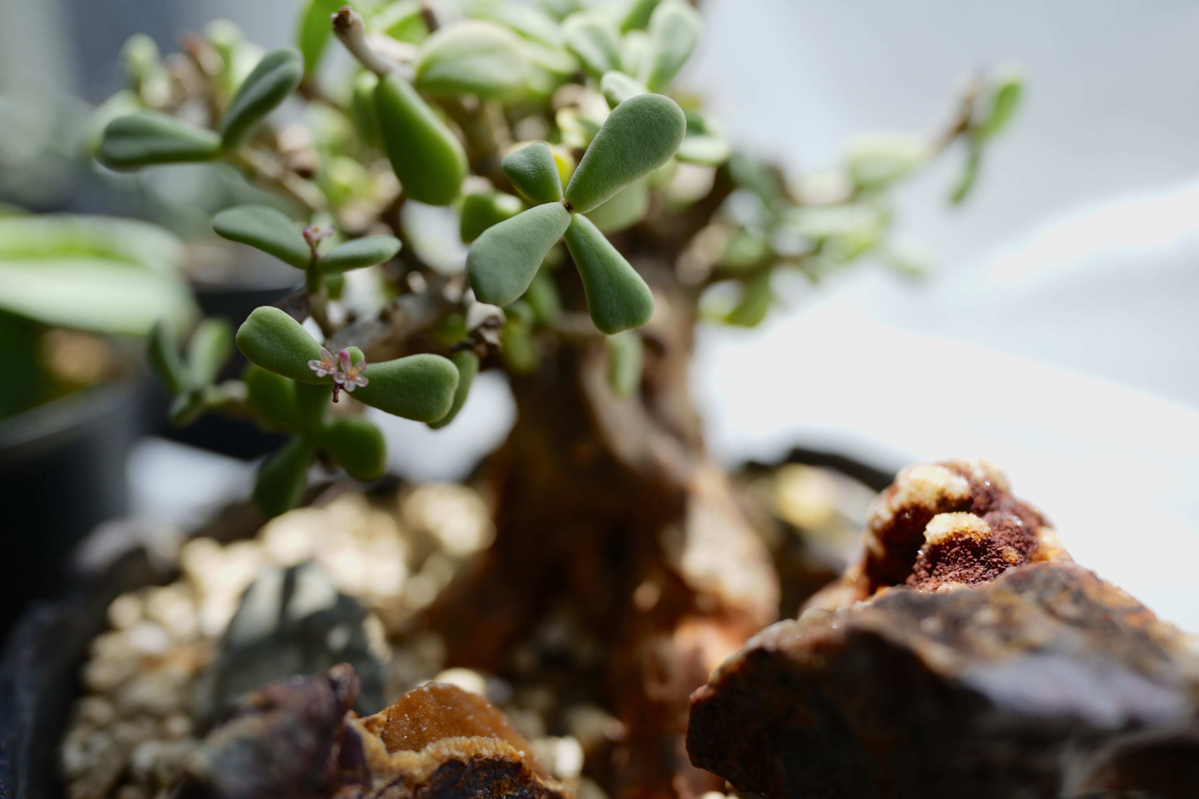 S 級極美株❗粒葉❗ケラリアピグマエア cerariapygmaea @manzokusan_0130 さんとのトレードでうちに来た