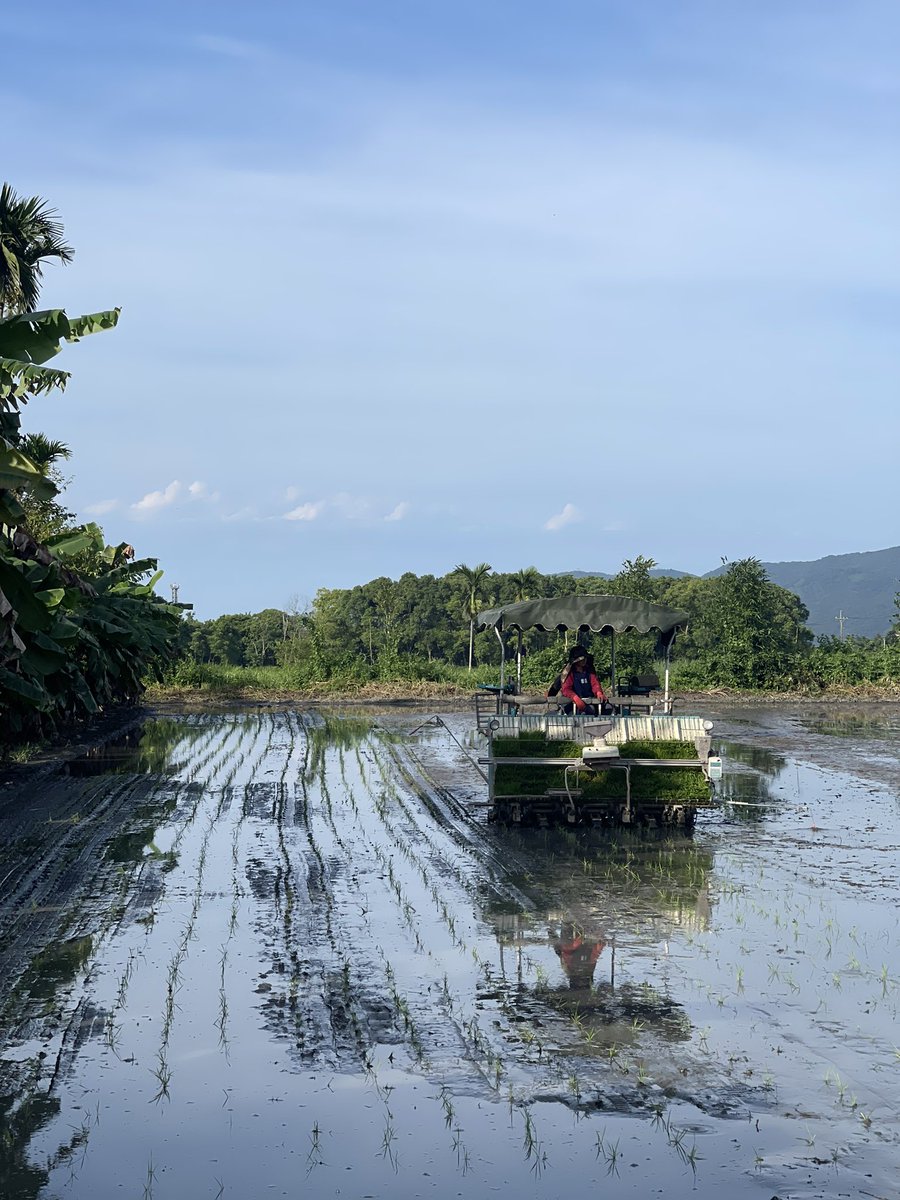 Bionicsoul's tweet photo. Sunday in Hualien, the sun was shining brightly after typhoon. We finally planted the #Yamadanishiki seedlings in the rice paddy of Shoufeng. 

週日花蓮艷陽高照，在風雨過後，我們終於把來自新潟的 #山田錦 秧苗種入花蓮壽豐的稻田裏 https://t.co/AyHxzNYb8Z